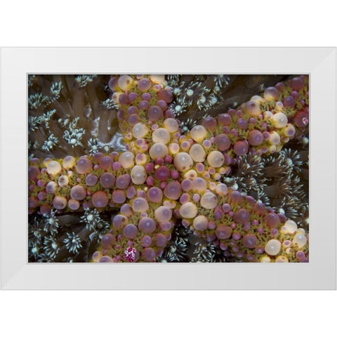 Indonesia, Sulawesi Island An exotic starfish White Modern Wood Framed Art Print by Shimlock, Jones
