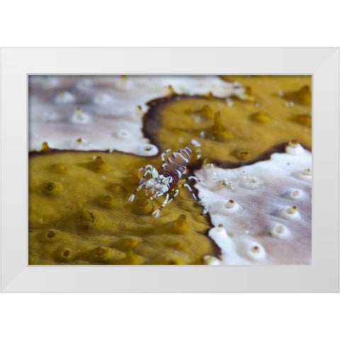 Indonesia, Lembeh Strait Bumble-bee shrimp White Modern Wood Framed Art Print by Shimlock, Jones