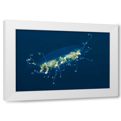 Indonesia, Lembeh Strait Adult jellyfish White Modern Wood Framed Art Print by Shimlock, Jones