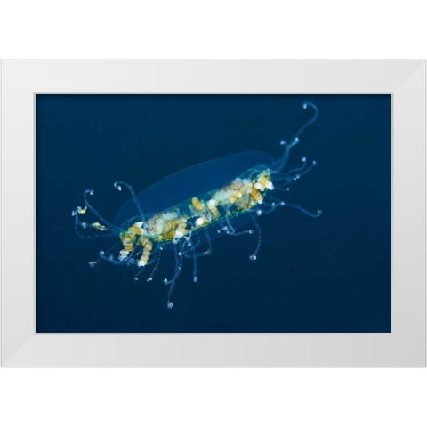 Indonesia, Lembeh Strait Adult jellyfish White Modern Wood Framed Art Print by Shimlock, Jones
