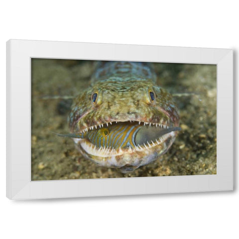Lizardfish eating, Sulawesi Island, Indonesia White Modern Wood Framed Art Print by Shimlock, Jones