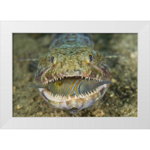 Lizardfish eating, Sulawesi Island, Indonesia White Modern Wood Framed Art Print by Shimlock, Jones