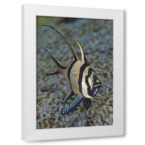 Banggai cardinalfish, Sulawesi Island, Indonesia White Modern Wood Framed Art Print by Shimlock, Jones