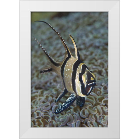 Banggai cardinalfish, Sulawesi Island, Indonesia White Modern Wood Framed Art Print by Shimlock, Jones