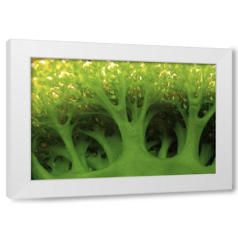 Large sea squirt, Buyat, Sulawesi, Indonesia White Modern Wood Framed Art Print by Shimlock, Jones