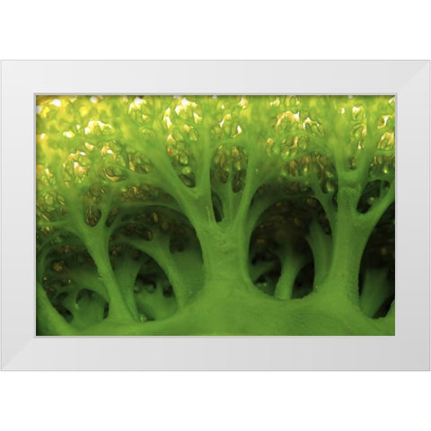 Large sea squirt, Buyat, Sulawesi, Indonesia White Modern Wood Framed Art Print by Shimlock, Jones