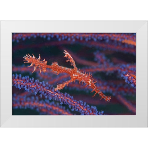 Pipefish among sea whips, Triton Bay, Indonesia White Modern Wood Framed Art Print by Shimlock, Jones