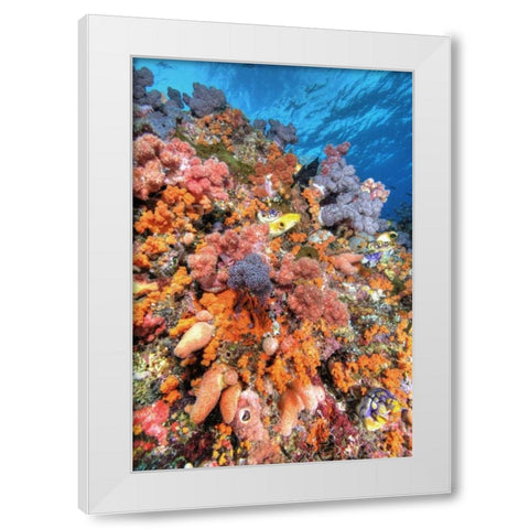 Indonesia, Papua Vibrant coral Reef Scenic White Modern Wood Framed Art Print by Shimlock, Jones