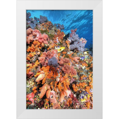 Indonesia, Papua Vibrant coral Reef Scenic White Modern Wood Framed Art Print by Shimlock, Jones