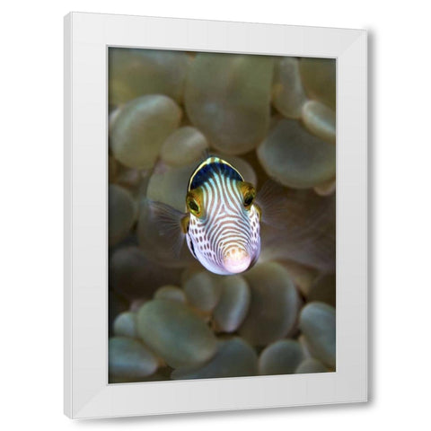 Front close-up of pufferfish, Ambon, Indonesia White Modern Wood Framed Art Print by Shimlock, Jones