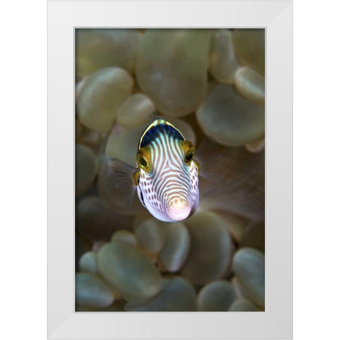 Front close-up of pufferfish, Ambon, Indonesia White Modern Wood Framed Art Print by Shimlock, Jones