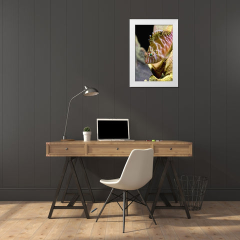 Hawkfish among corals, Ambon, Indonesia White Modern Wood Framed Art Print by Shimlock, Jones