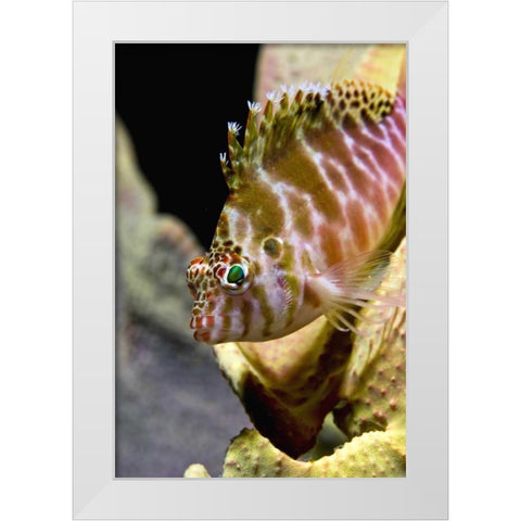 Hawkfish among corals, Ambon, Indonesia White Modern Wood Framed Art Print by Shimlock, Jones