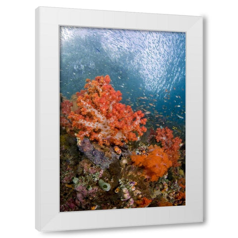 Fish swims by coral, Triton Bay, Papua, Indonesia White Modern Wood Framed Art Print by Shimlock, Jones