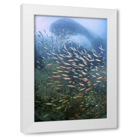 Schooling fish over black coral, Papua, Indonesia White Modern Wood Framed Art Print by Shimlock, Jones