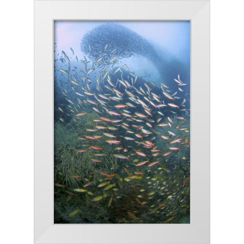 Schooling fish over black coral, Papua, Indonesia White Modern Wood Framed Art Print by Shimlock, Jones