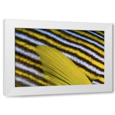 Sweetlip scales, Fak Fak, Papua, Indonesia White Modern Wood Framed Art Print by Shimlock, Jones
