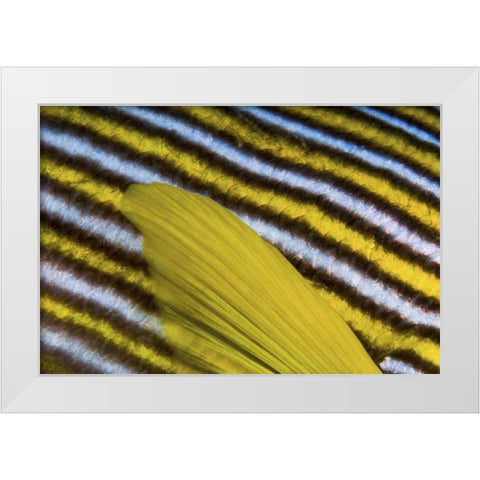 Sweetlip scales, Fak Fak, Papua, Indonesia White Modern Wood Framed Art Print by Shimlock, Jones