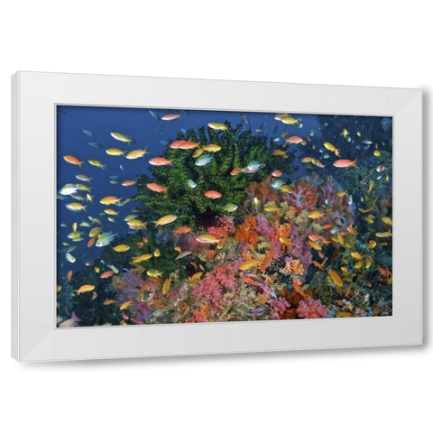 Reef scenic, Triton Bay, Papua, Indonesia White Modern Wood Framed Art Print by Shimlock, Jones