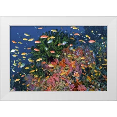 Reef scenic, Triton Bay, Papua, Indonesia White Modern Wood Framed Art Print by Shimlock, Jones