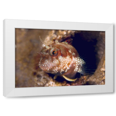 Blenny fish, Triton Bay, Papua, Indonesia White Modern Wood Framed Art Print by Shimlock, Jones