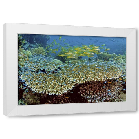 Damselfish and snappers, Misool, Papua, Indonesia White Modern Wood Framed Art Print by Shimlock, Jones