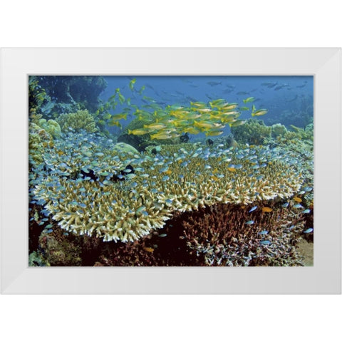 Damselfish and snappers, Misool, Papua, Indonesia White Modern Wood Framed Art Print by Shimlock, Jones