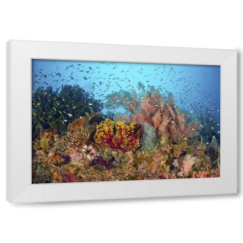 Diverse reef life, Misool, Raja Ampat, Indonesia White Modern Wood Framed Art Print by Shimlock, Jones