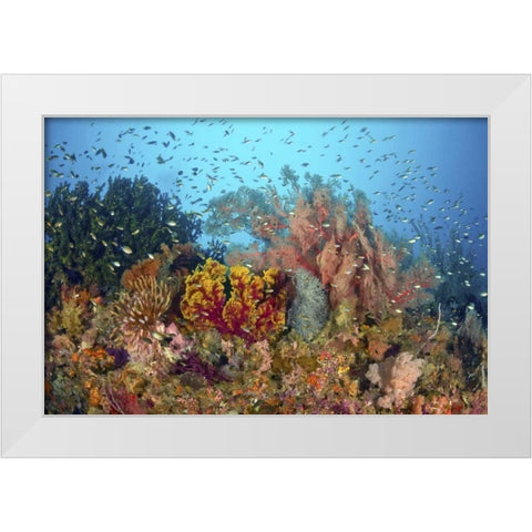 Diverse reef life, Misool, Raja Ampat, Indonesia White Modern Wood Framed Art Print by Shimlock, Jones