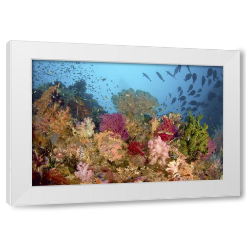 Diverse reef life, Misool, Raja Ampat, Indonesia White Modern Wood Framed Art Print by Shimlock, Jones