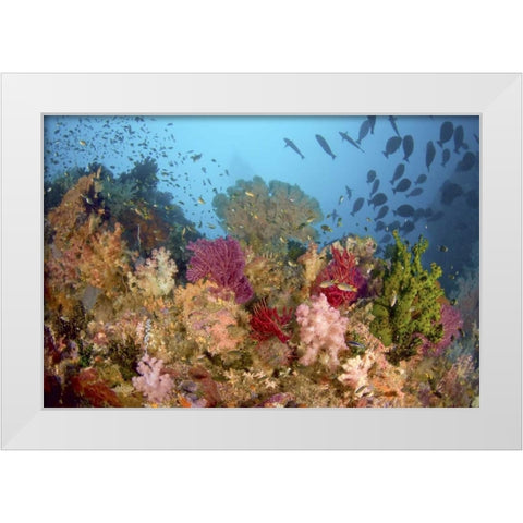 Diverse reef life, Misool, Raja Ampat, Indonesia White Modern Wood Framed Art Print by Shimlock, Jones