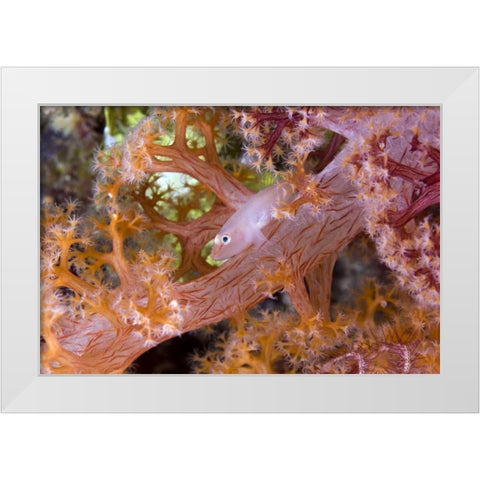 Goby fish in soft corals, Papua, Indonesia White Modern Wood Framed Art Print by Shimlock, Jones