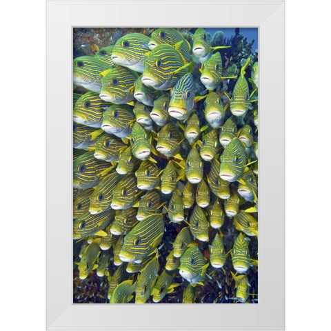 Sweetlip fish, Raja Ampat, Papua, Indonesia White Modern Wood Framed Art Print by Shimlock, Jones