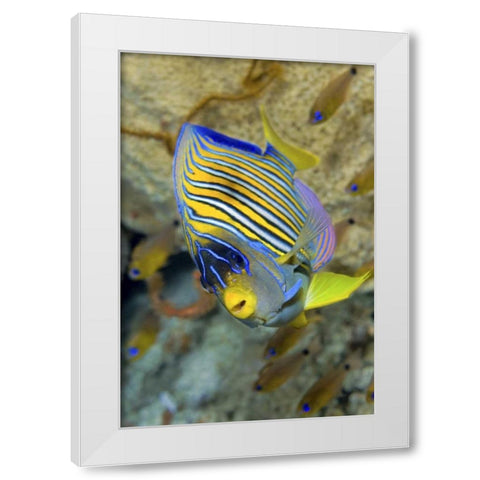 Angelfish, Raja Ampat, Papua, Indonesia White Modern Wood Framed Art Print by Shimlock, Jones