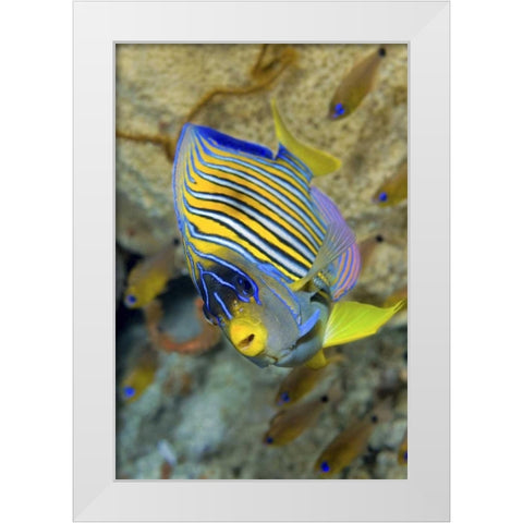 Angelfish, Raja Ampat, Papua, Indonesia White Modern Wood Framed Art Print by Shimlock, Jones