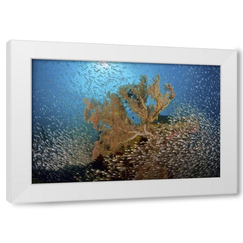Sweeper fish school and sea fan, Papua, Indonesia White Modern Wood Framed Art Print by Shimlock, Jones