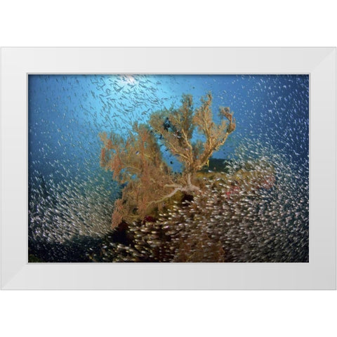 Sweeper fish school and sea fan, Papua, Indonesia White Modern Wood Framed Art Print by Shimlock, Jones
