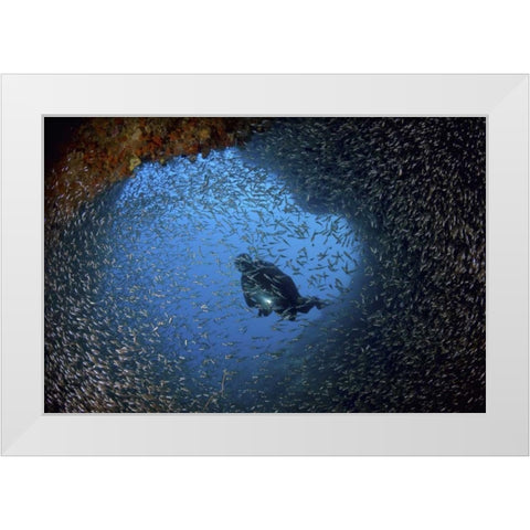 Baitfish and diver at cave, Papua, Indonesia White Modern Wood Framed Art Print by Shimlock, Jones