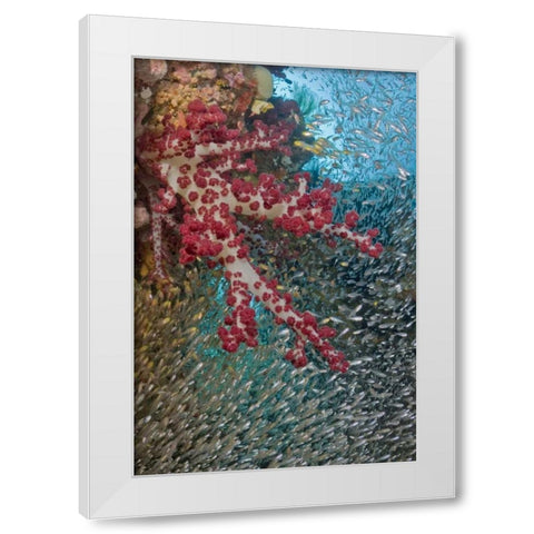 Baitfish around soft coral, Papua, Indonesia White Modern Wood Framed Art Print by Shimlock, Jones