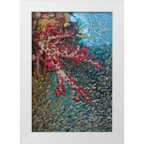 Baitfish around soft coral, Papua, Indonesia White Modern Wood Framed Art Print by Shimlock, Jones