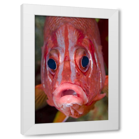 Colorful squirrelfish, Papua, Indonesia White Modern Wood Framed Art Print by Shimlock, Jones