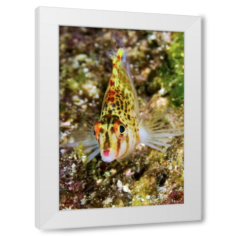 Colorful hawkfish, Raja Ampat, Papua, Indonesia White Modern Wood Framed Art Print by Shimlock, Jones