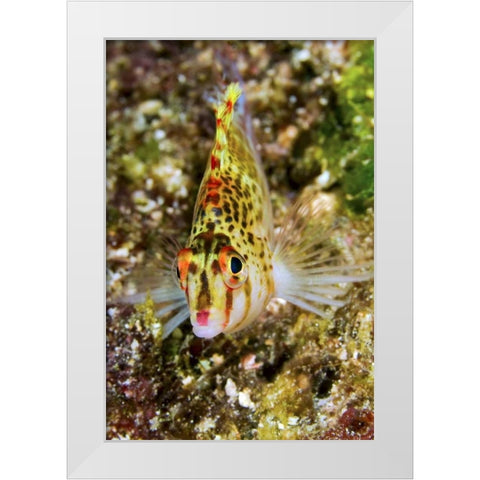 Colorful hawkfish, Raja Ampat, Papua, Indonesia White Modern Wood Framed Art Print by Shimlock, Jones