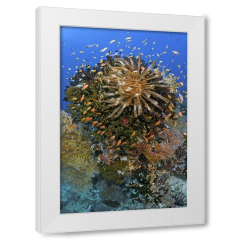 Feather star atop reef outcrop, Papua, Indonesia White Modern Wood Framed Art Print by Shimlock, Jones