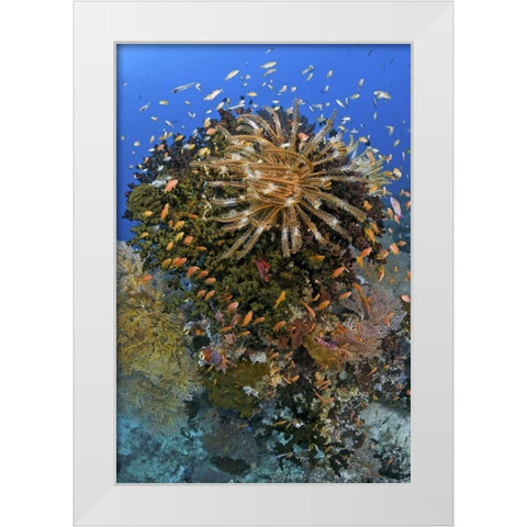 Feather star atop reef outcrop, Papua, Indonesia White Modern Wood Framed Art Print by Shimlock, Jones