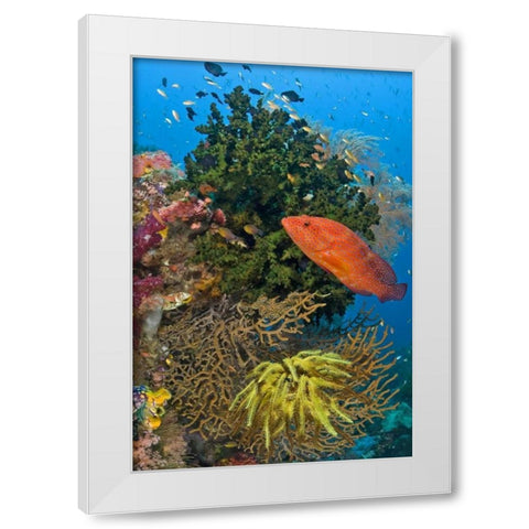Coral trout swims past reef, Papua, Indonesia White Modern Wood Framed Art Print by Shimlock, Jones