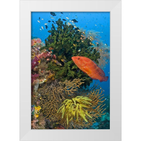 Coral trout swims past reef, Papua, Indonesia White Modern Wood Framed Art Print by Shimlock, Jones