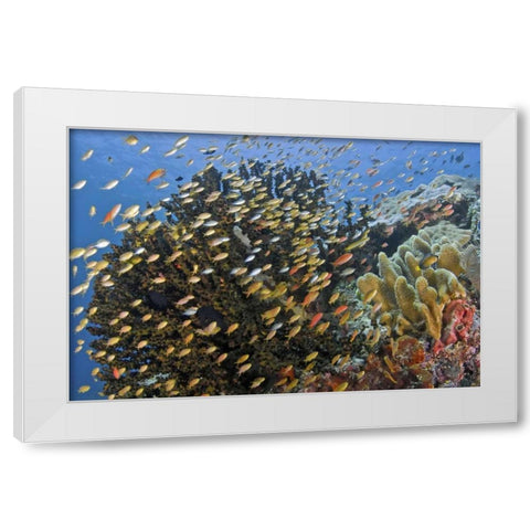 Fish swim past reef corals, Papua, Indonesia White Modern Wood Framed Art Print by Shimlock, Jones