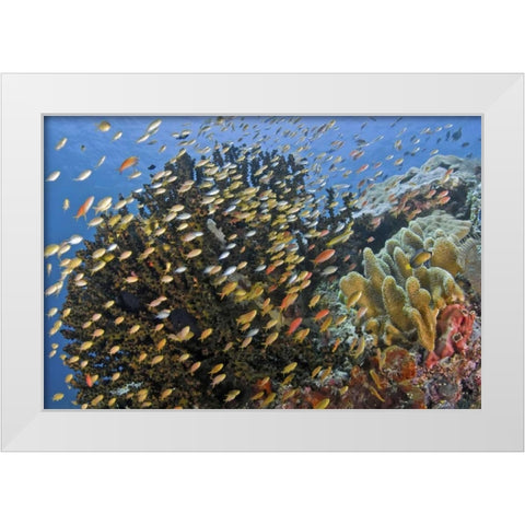 Fish swim past reef corals, Papua, Indonesia White Modern Wood Framed Art Print by Shimlock, Jones