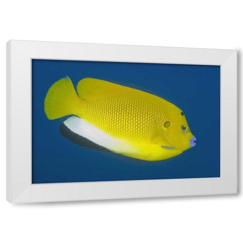 Angelfish, Raja Ampat, Papua, Indonesia White Modern Wood Framed Art Print by Shimlock, Jones